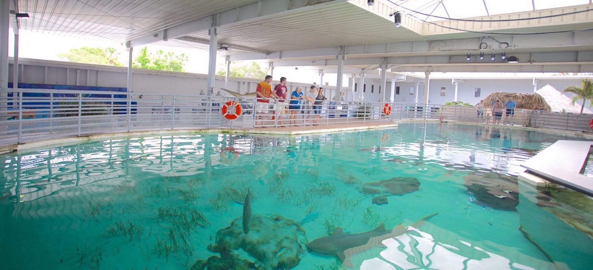 Diving deeper with Mote Marine Laboratory & Aquarium SurveyMonkey Apply